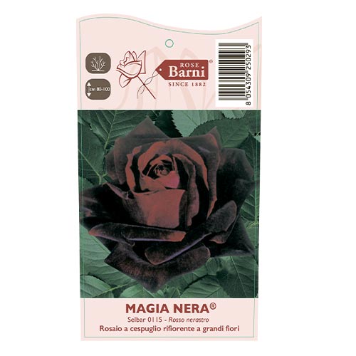 Ruža veľkokvetá Magia Nera®, C5 artikel fotografia 4 Ruža veľkokvetá Magia Nera®, C5 obrázok 4 artikel 5533