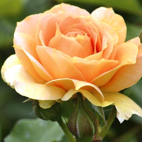 Ruža veľkokvetá Magic Lantern obrázok 1 artikel 6235