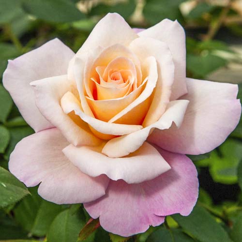 Ruža veľkokvetá Meilampario obrázok 1 artikel 6237