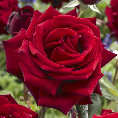 Ruža veľkokvetá Mister Lincoln obrázok 1 artikel 6238