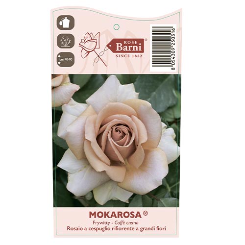 Ruža veľkokvetá Mokarosa®, C5 artikel fotografia 3 Ruža veľkokvetá Mokarosa®, C5 obrázok 3 artikel 5535