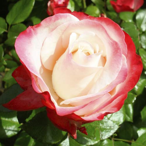 Ruža veľkokvetá Nostalgia obrázok 1 artikel 6239