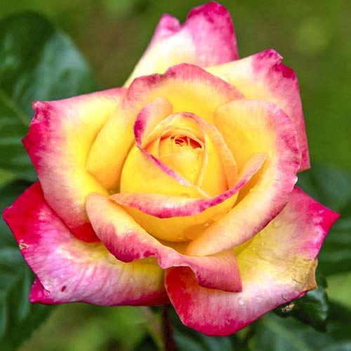 Ruža veľkokvetá Orient Express obrázok 1 artikel 6240