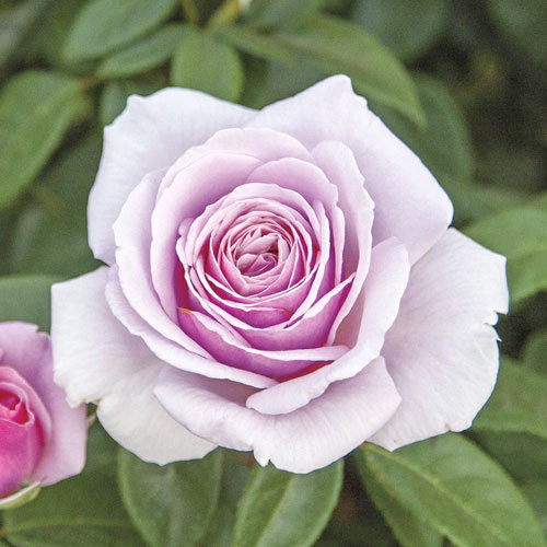 Ruža veľkokvetá Pacific Blue®, C5 obrázok 1 artikel 6161