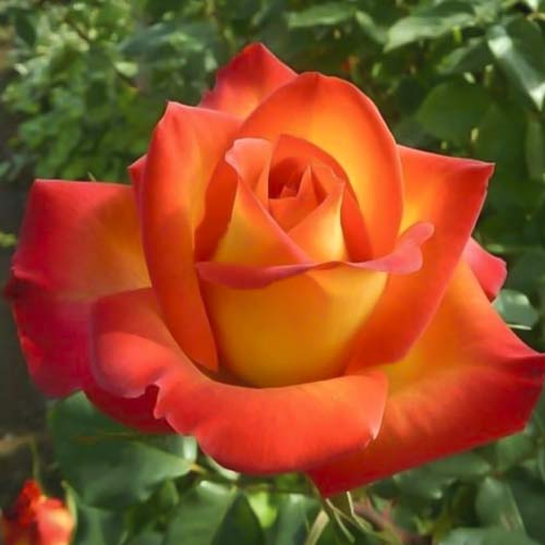 Ruža veľkokvetá Prestige de Lyon obrázok 1 artikel 6241