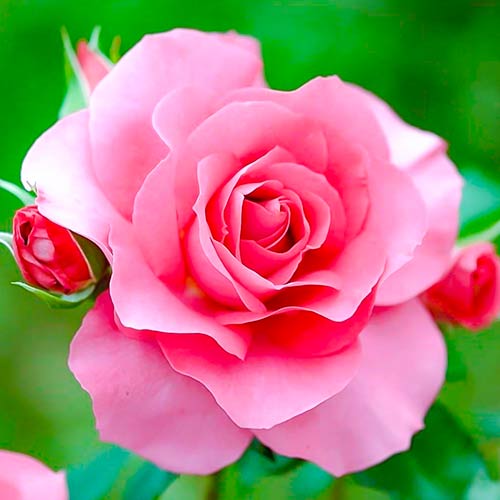 Ruža veľkokvetá Queen of England obrázok 1 artikel 4987