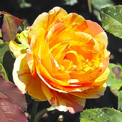 Ruža veľkokvetá Rainbow Niagara obrázok 1 artikel 6242