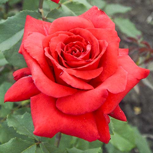 Ruža veľkokvetá Red Berlin obrázok 1 artikel 6243