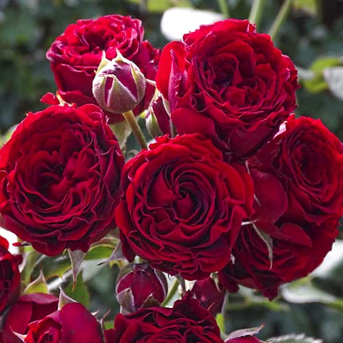 Ruža veľkokvetá Red Sensation obrázok 1 artikel 6244