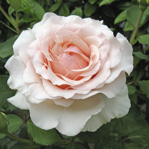 Ruža veľkokvetá Roberto Cappucci®, C5 obrázok 1 artikel 5551