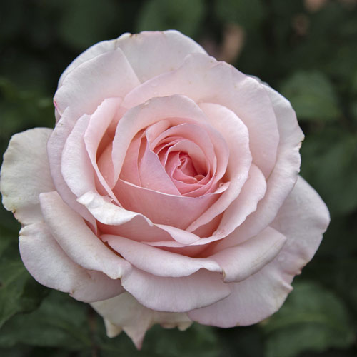 Ruža veľkokvetá Roberto Cappucci®, C5 obrázok 2 artikel 5551