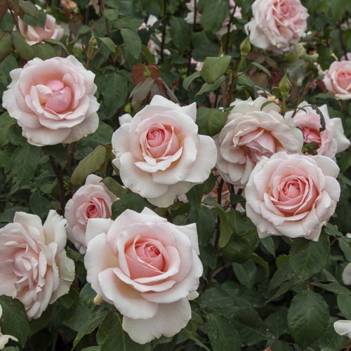 Ruža veľkokvetá Roberto Cappucci®, C5 obrázok 3 artikel 5551