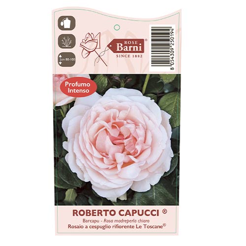 Ruža veľkokvetá Roberto Cappucci®, C5 obrázok 5 artikel 5551
