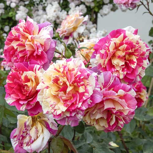 Ruža veľkokvetá Rosita Missoni®, C5 obrázok 2 artikel 6163