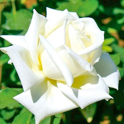 Ruža veľkokvetá Vanilla artikel fotografia 1 Ruža veľkokvetá Vanilla obrázok 1 artikel 2110
