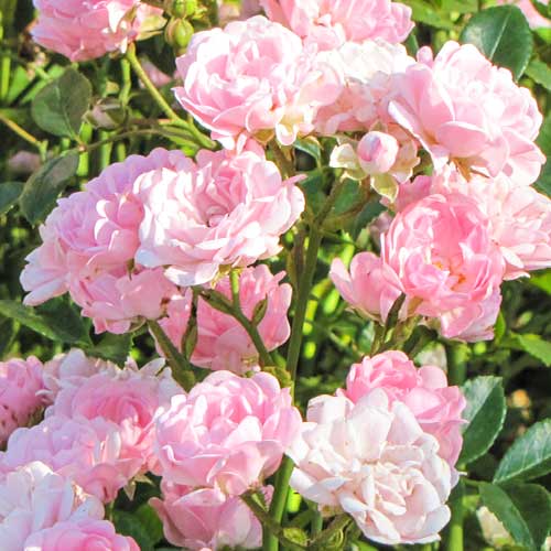 Ruža Virgo Fairy obrázok 1 artikel 5011