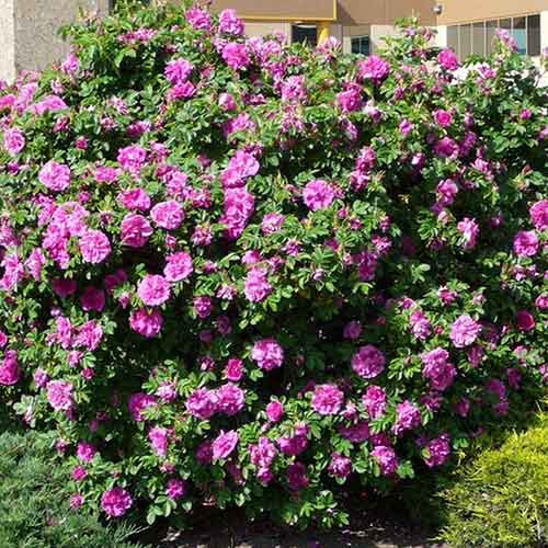 Ruža vráskavá Dart's defender obrázok 1 artikel 4801