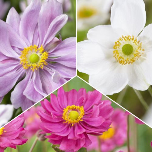 Sada sasaniek 3 druhov obrázok 1 artikel 70489