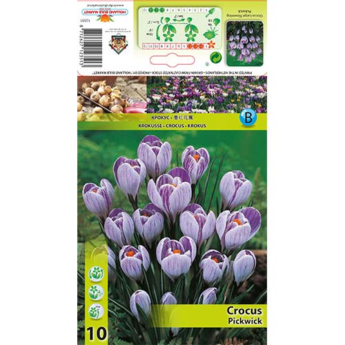 Šafran Pickwick obrázok 1 artikel 67335