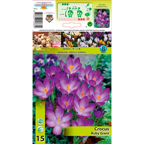 Šafran Ruby Giant obrázok 1 artikel 67338