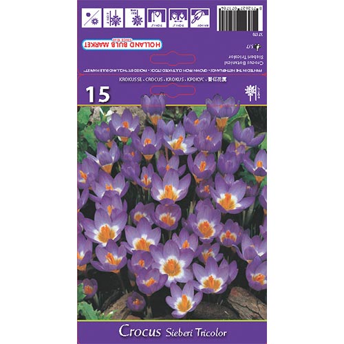 Šafran Sieberi Tricolor obrázok 1 artikel 67620