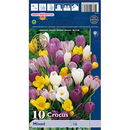 Šafran veľkokvetý, mix obrázok 1 artikel 68015