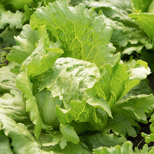 Šalát Айсберг Brasiliana artikel fotografia 1 Šalát Айсберг Brasiliana obrázok 1 artikel 50009