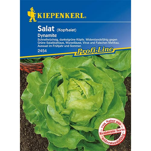 Šalát hlávkový Dynamite obrázok 1 artikel 86461