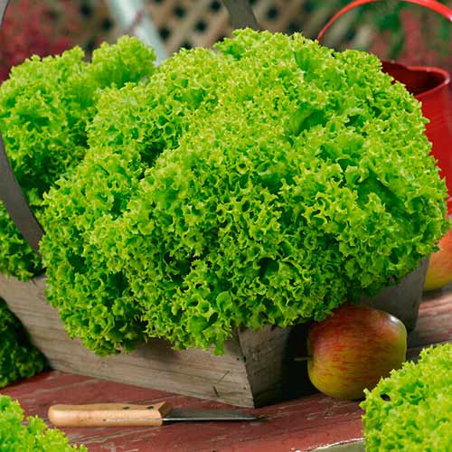 Šalát Lollobrigida artikel fotografia 1 Šalát Lollobrigida obrázok 1 artikel 96677