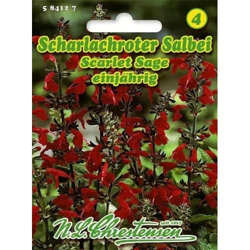 Šalvia hispánska Scarlet Sage obrázok 1 artikel 96446