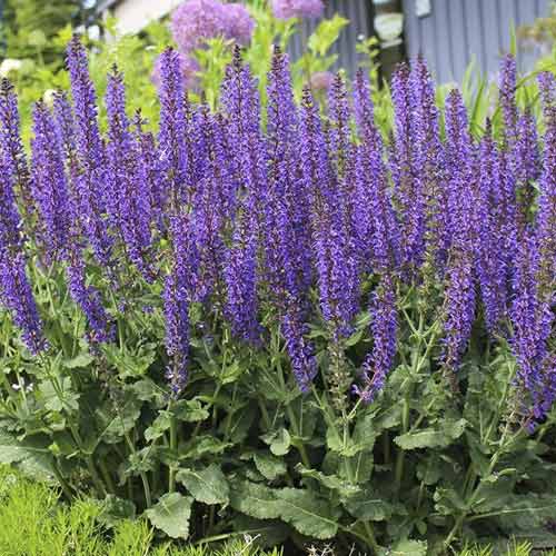 Šalvia Midnight Purple, C3 obrázok 1 artikel 8575