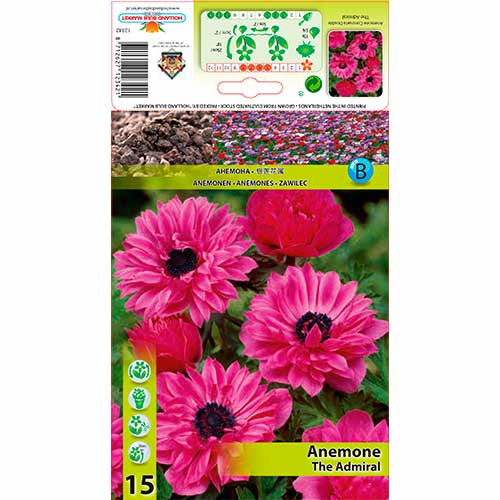 Sasanka Double The Admiral obrázok 1 artikel 76168