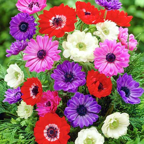 Sasanka plnokvetá Mixed obrázok 1 artikel 70341