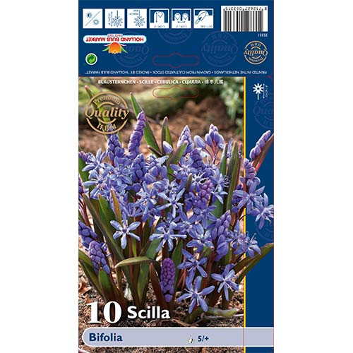 Scila Bifolia artikel fotografia 1 Scila Bifolia obrázok 1 artikel 70240