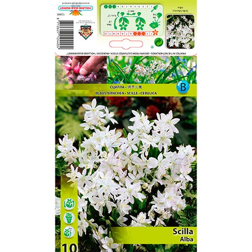 Scila Siberica Alba artikel fotografia 1 Scila Siberica Alba obrázok 1 artikel 67674