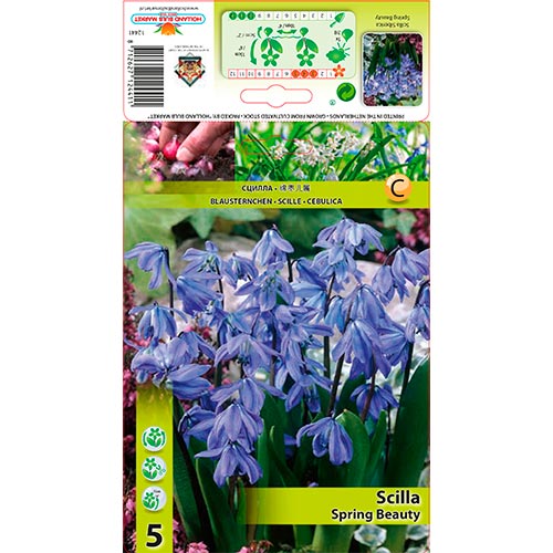 Scila Siberica artikel fotografia 1 Scila Siberica obrázok 1 artikel 70242