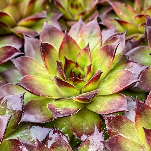 Sempervivum Cassiopea, С2 obrázok 1 artikel 8266