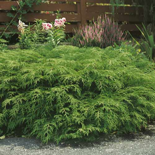 Sibírska mikrobiota, C2 obrázok 1 artikel 7746