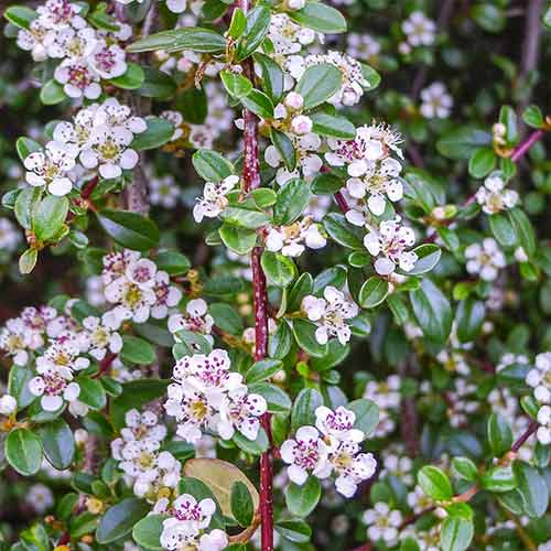 Skalník Queen of Carpets obrázok 1 artikel 4756