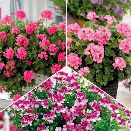 Skvelá ponuka! Kolekcia pelargónií 3 odrôd obrázok 1 artikel 77818