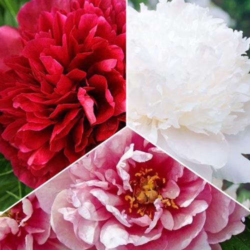 Skvelá ponuka! Kolekcia pivonka 3 odrôd obrázok 1 artikel 77809