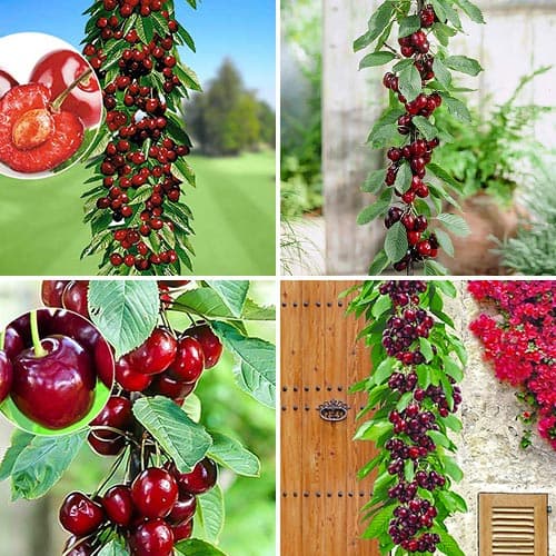 Skvelá ponuka! Súprava stĺpovité čerešne Royal, 4 stromy obrázok 1 artikel 1981