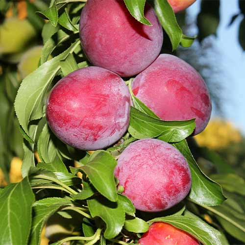 Slivka (columnar) Red Lure obrázok 1 artikel 2022