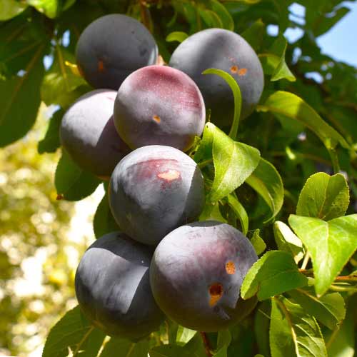 Slivka (columnar) Sonic Lady artikel fotografia 1 Slivka (columnar) Sonic Lady obrázok 1 artikel 2023