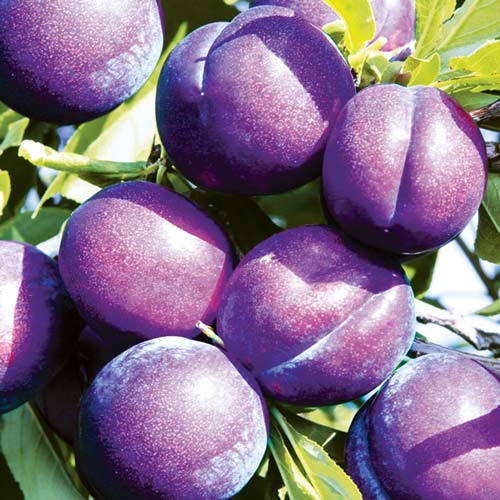 Slivka Piky Loka obrázok 1 artikel 7960