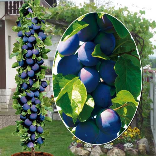 Slivka stĺpovitá Fruca, С2 obrázok 1 artikel 1945