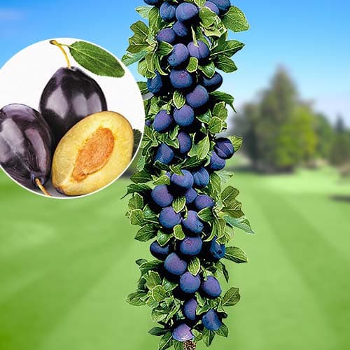 Slivka stĺpovitá Imperial, С2 obrázok 1 artikel 1917