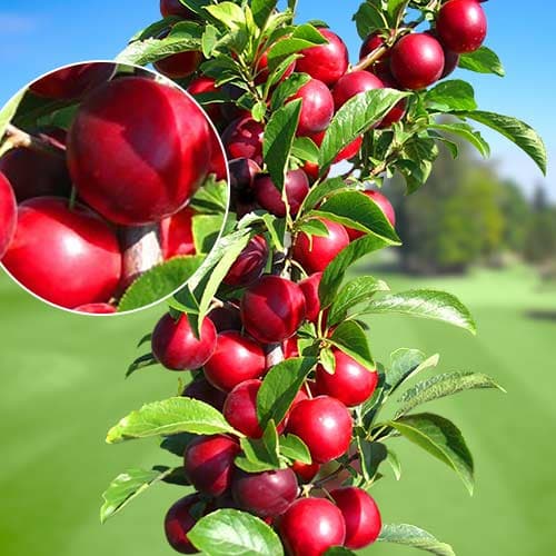 Slivka stĺpovitá Rubin, С2 artikel fotografia 1 Slivka stĺpovitá Rubin, С2 obrázok 1 artikel 1919