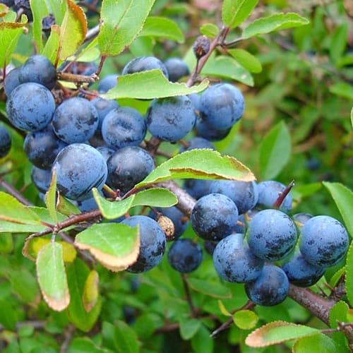 Slivka trnková obrázok 1 artikel 4701