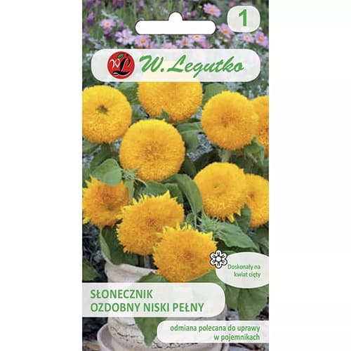 Slnečnica okrasná nízka Teddy Bear obrázok 1 artikel 69629